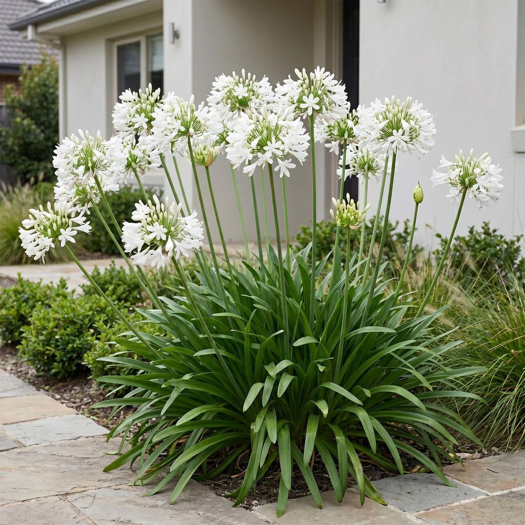 Vasteplant - Agapanthus africanus Albus - Afrikaanse Lelie - Bijen en Vlinderlokkers - Wit - 24 Planten - Pot 11cm - Hoogte 15-25cm