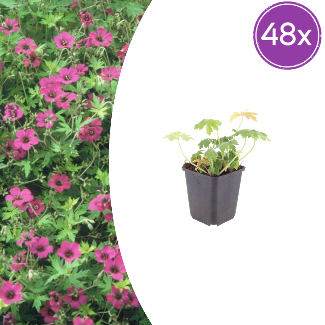 48x Geranium macr. 'Bevan's Variety' - ↕10-25cm - Ø9cm
