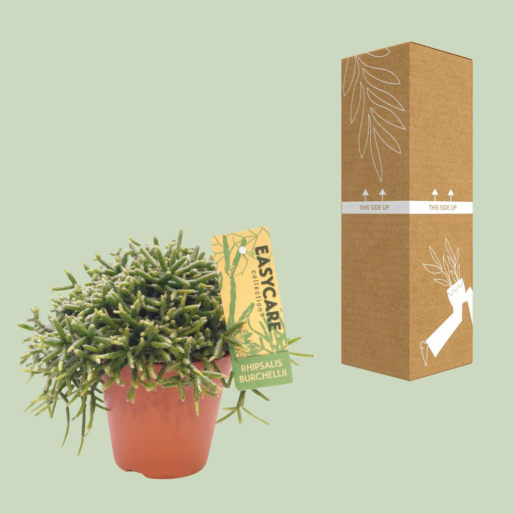 Rhipsalis Burchellii - Ø12 ↕15-20