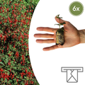 Fuchsia – 6 Pluggen | Kweek & Geniet van een Kleurrijke Tuin