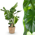 Green is... Kamerplanten - Monstera Deliciosa - Gatenplant - Weinig onderhoud - met mand - Groen - 1 Plant - Pot 21cm - Hoogte 70-80cm