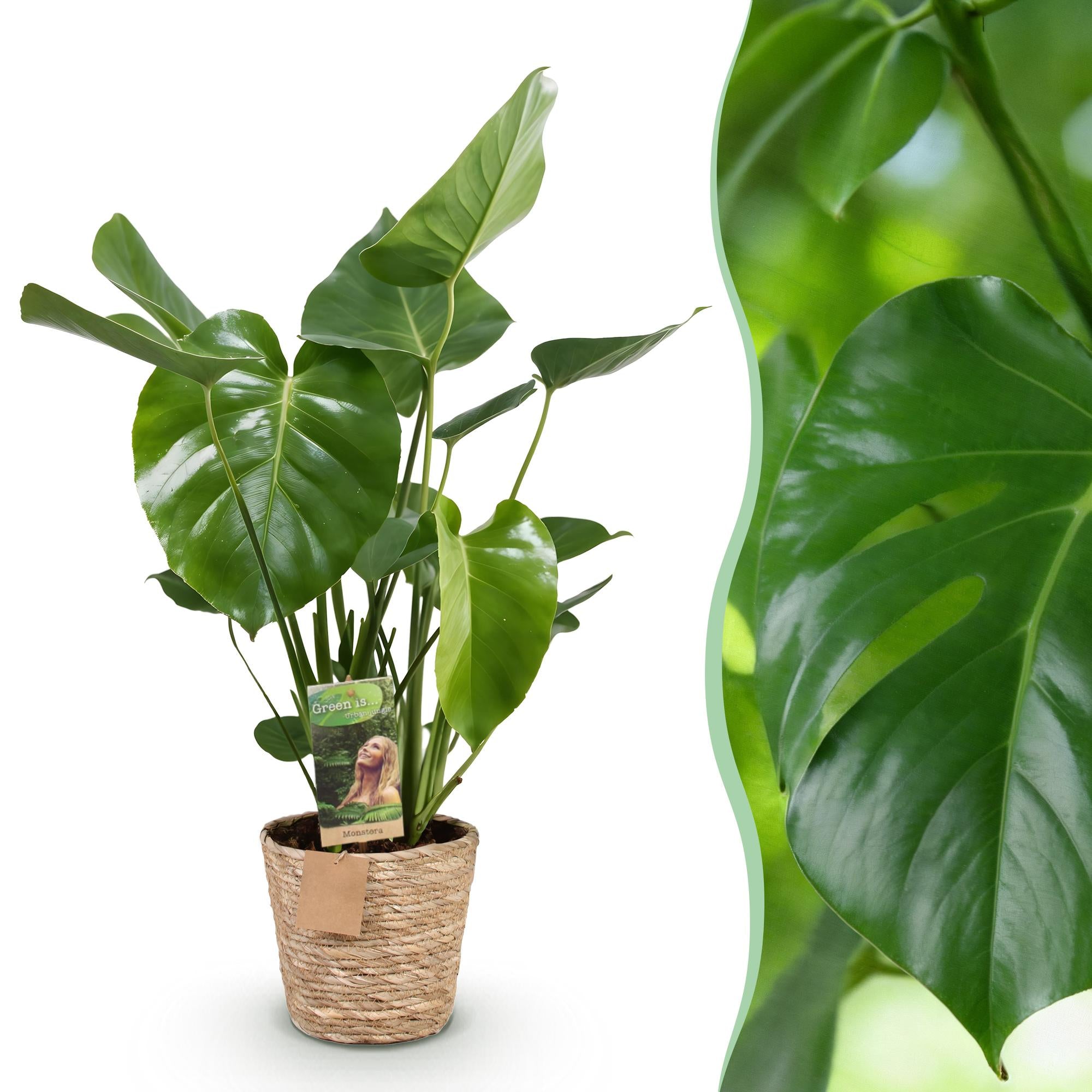 Green is... Kamerplanten - Monstera Deliciosa - Gatenplant - Weinig onderhoud - met mand - Groen - 1 Plant - Pot 21cm - Hoogte 70-80cm