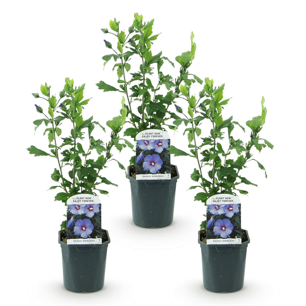 Tuinplant - Hibiscus syriacus Oiseau Blue - Tuin Hibiscus - Winterhard - Blauw - 3 Planten - Pot 17cm - Hoogte 45cm