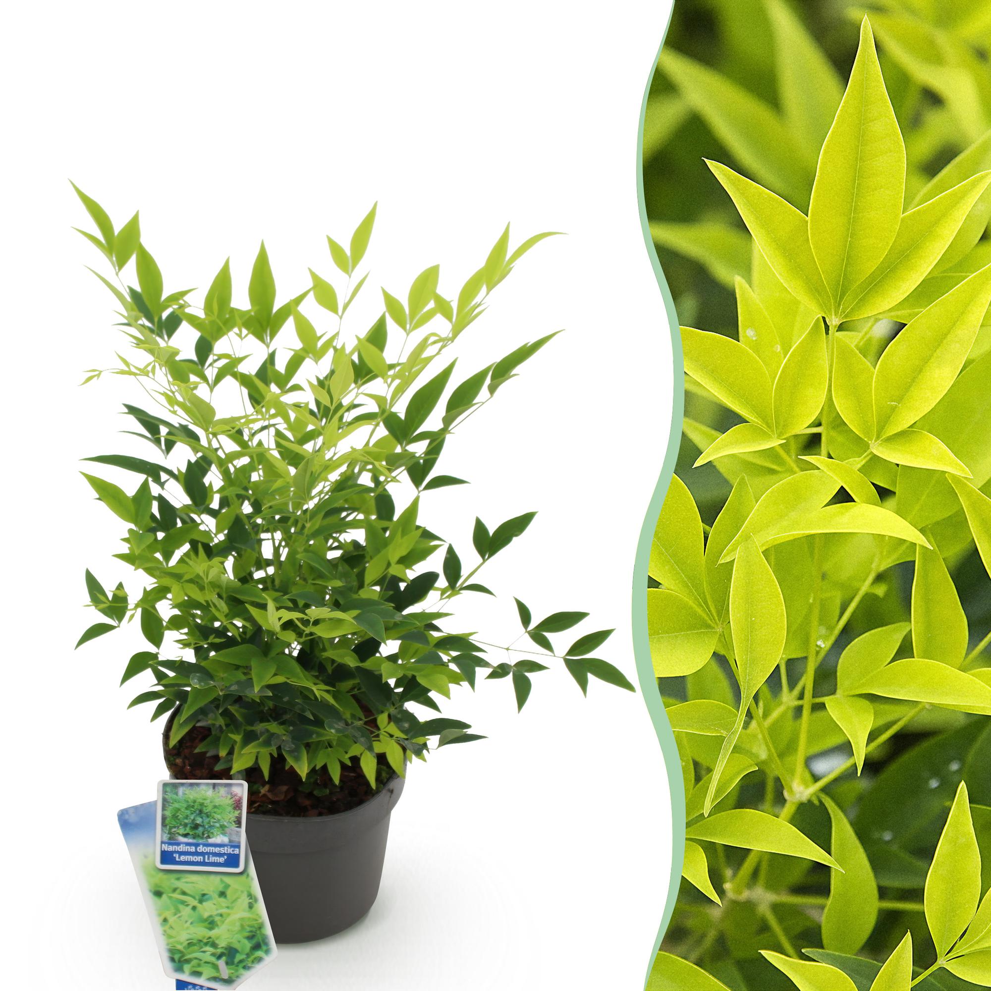 Tuinplant - Nandina Lemon & Lime - Geel - 1 Plant - Groenblijvend - Weinig Onderhoud - Pot 17cm Hoogte 45cm