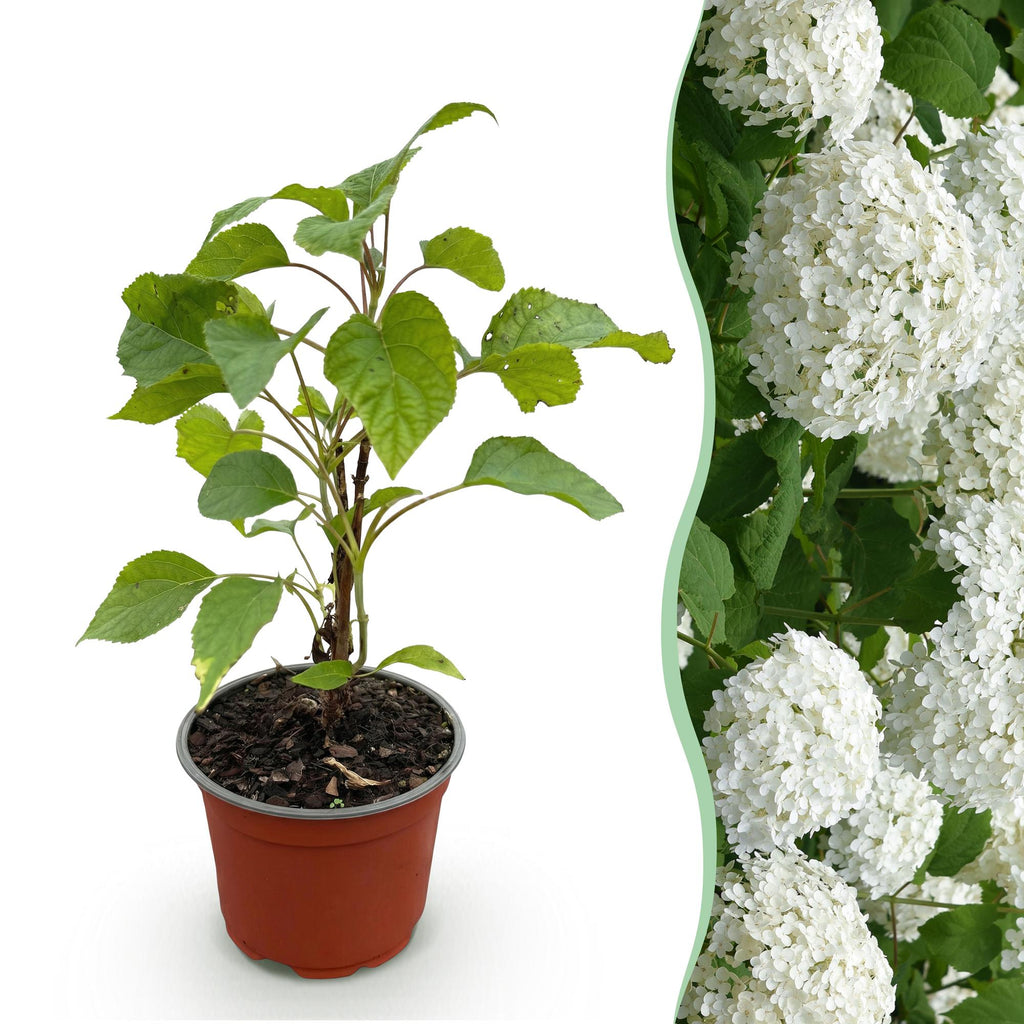 Tuinplant - Hydrangea arborescens Annabelle - Hortensia - Winterhard - Wit - 1 Plant - Pot 12cm - Hoogte Hoogte 20-30cm