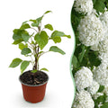 Tuinplant - Hydrangea arborescens Annabelle - Hortensia - Winterhard - Wit - 1 Plant - Pot 12cm - Hoogte Hoogte 20-30cm