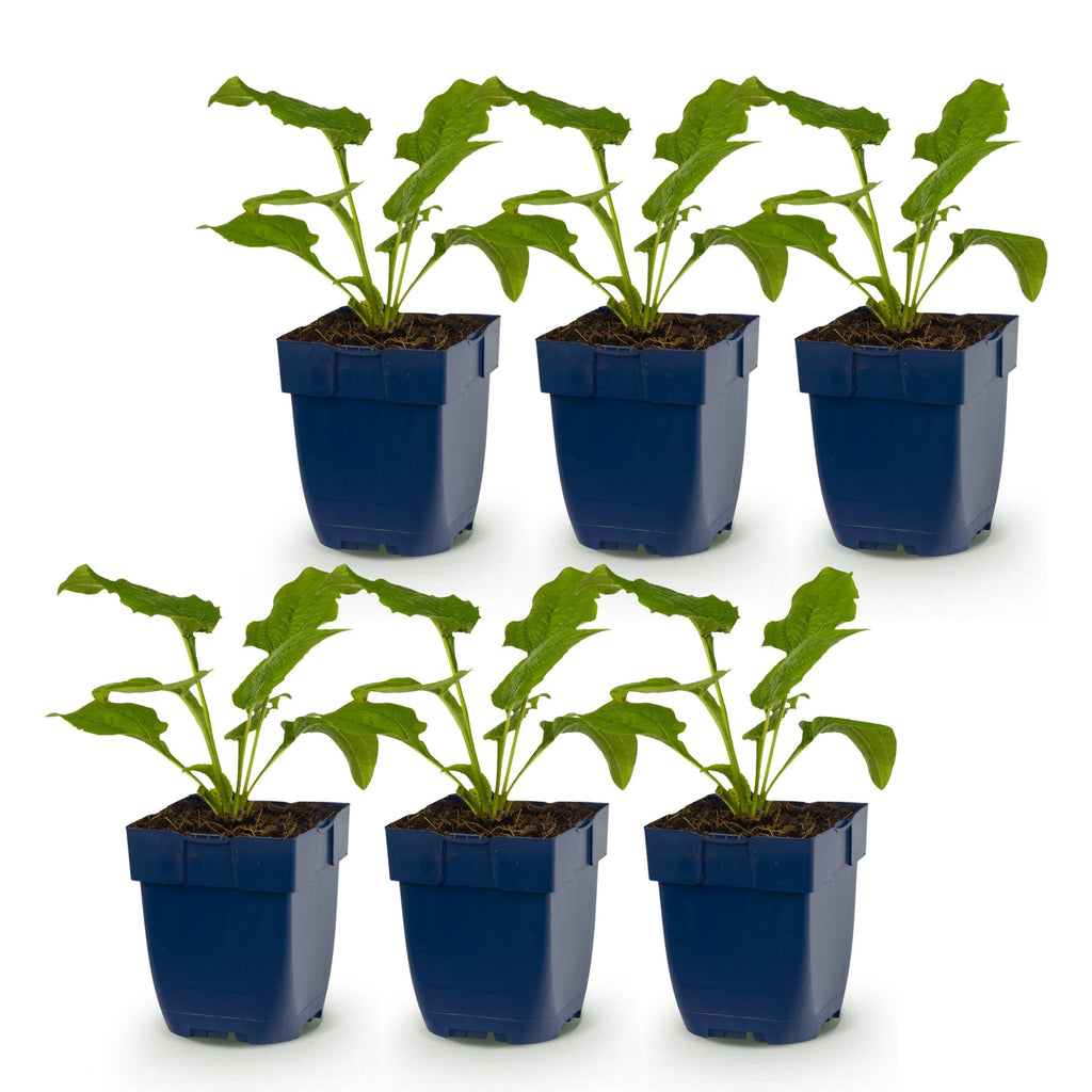 Vasteplant - Echinacea Tricolour - Zonnehoed - Bijen en Vlinderlokkers - Geel - Roze - Wit - 6 Planten - Pot 11cm - Hoogte 15-25cm
