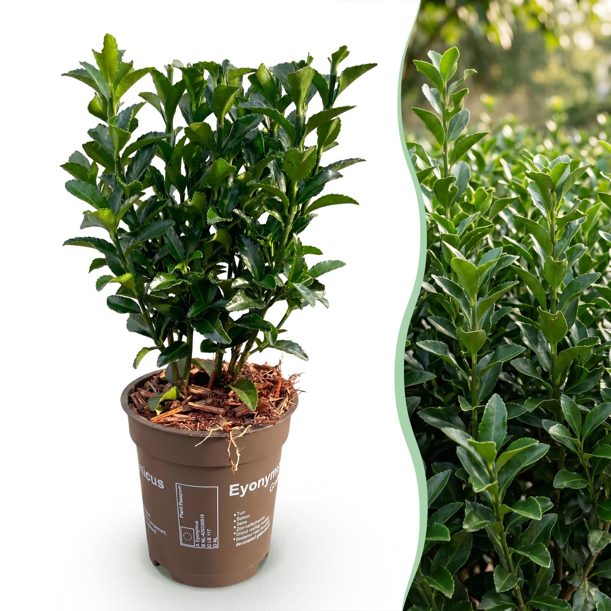 40x Euonymus japonica Green Spire - Kardinaalsmuts - Haagplanten - Groenblijvend - Groen - Pot 9cm - Hoogte 20-25cm