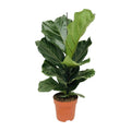 Ficus Lyrata - Ø17cm - ↕75cm