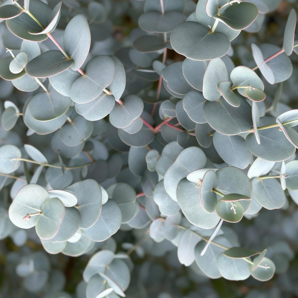 Plant op Stam- Eucalyptus gunni Azure - Terras Plant - Bladhoudend - Winterhard- Grijs Blad - Pot 19cm Hoogte 70 - 90cm