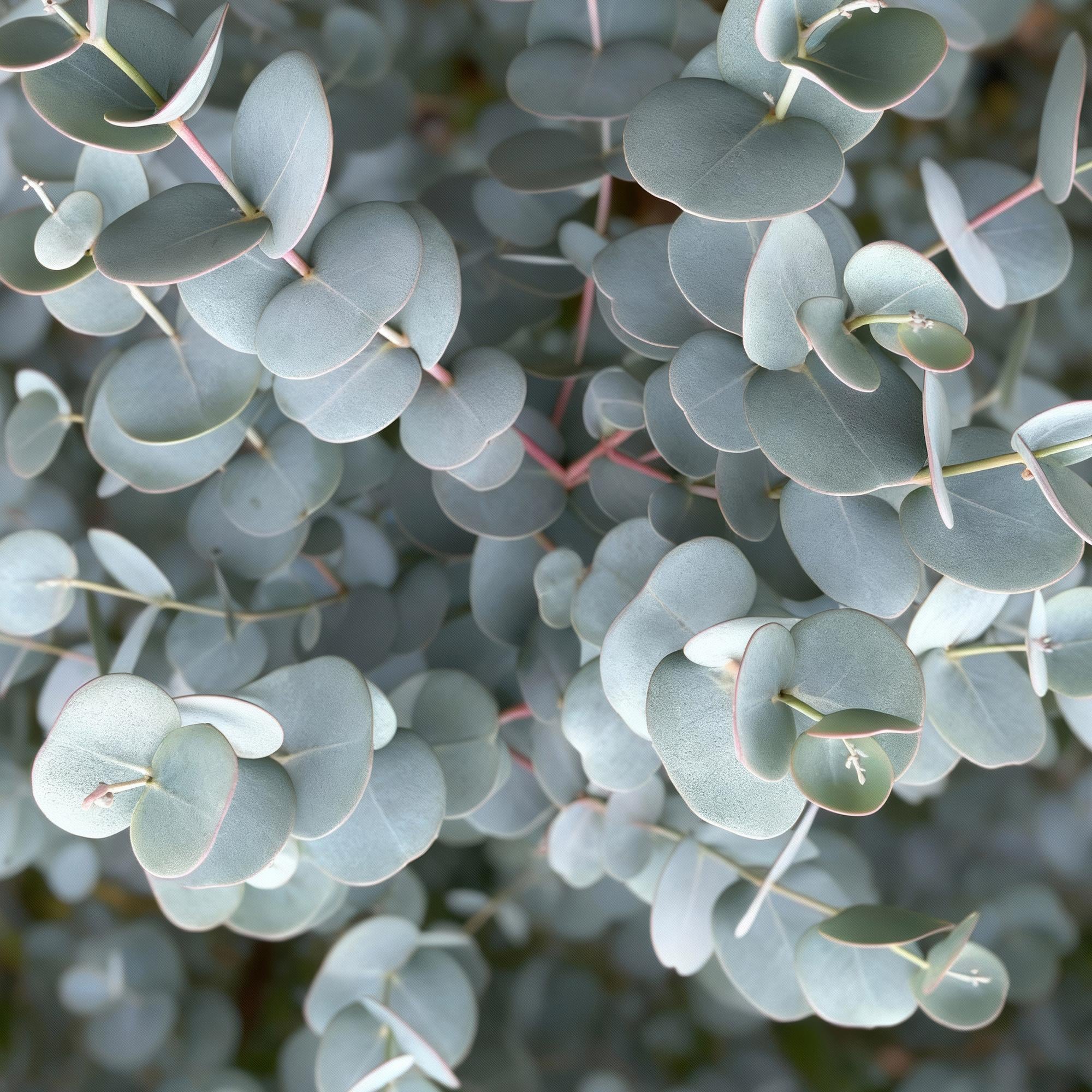 Plant op Stam- Eucalyptus gunni Azure - Terras Plant - Bladhoudend - Winterhard- Grijs Blad - Pot 19cm Hoogte 70 - 90cm