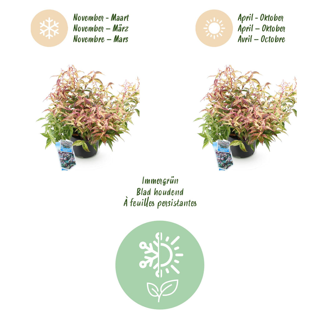 Tuinplant - Leucothoe Makijaz - Bruin - 1 Plant - Groenblijvend - Weinig Onderhoud - Pot 17cm Hoogte 45cm