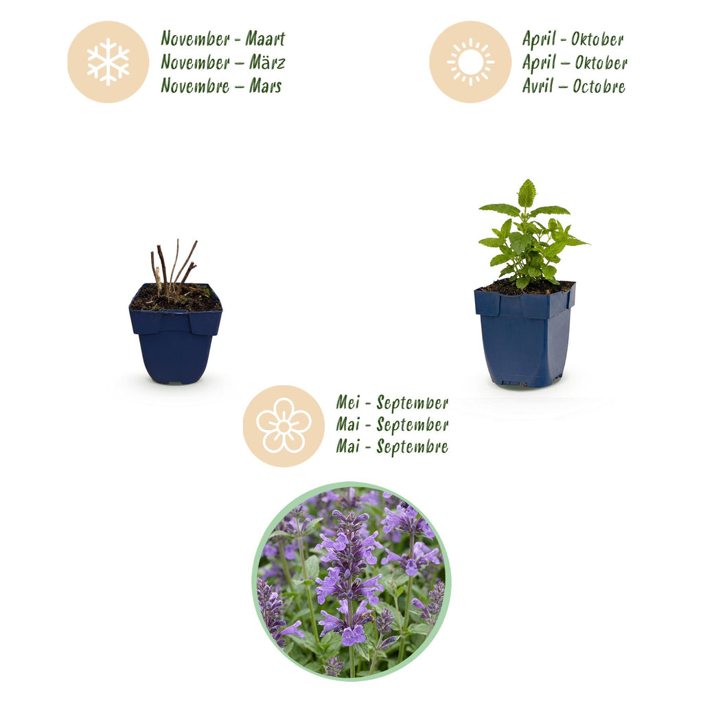 Vasteplant - Nepeta nerv. Neptune - Kattenkruid - Bijen en Vlinderlokkers - Paars - 6 Planten - Pot 11cm - Hoogte 15-25cm
