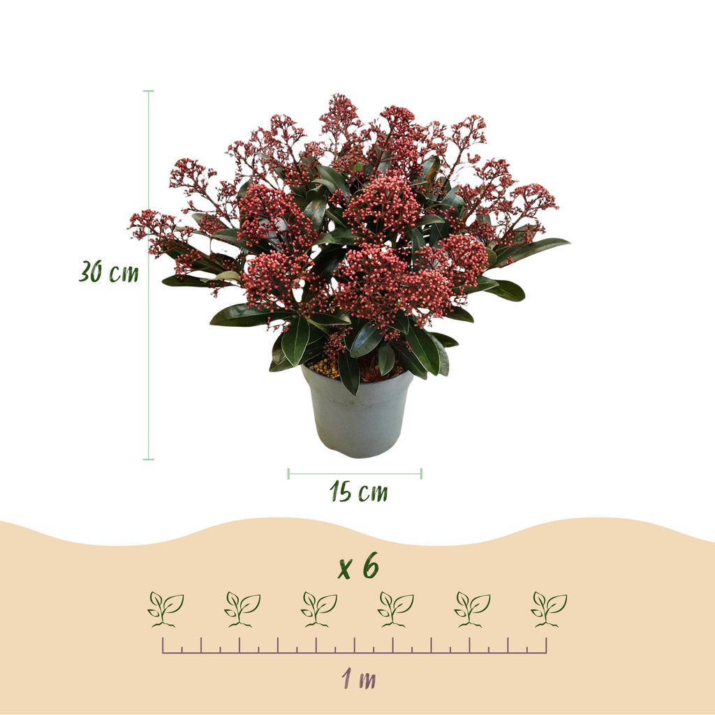 Terrasplant - Skimmia japonica Rubella - Bloem Rood - 15+ Bloemen - 2 Planten - Winterhard - Pot 15cm Hoogte 30cm