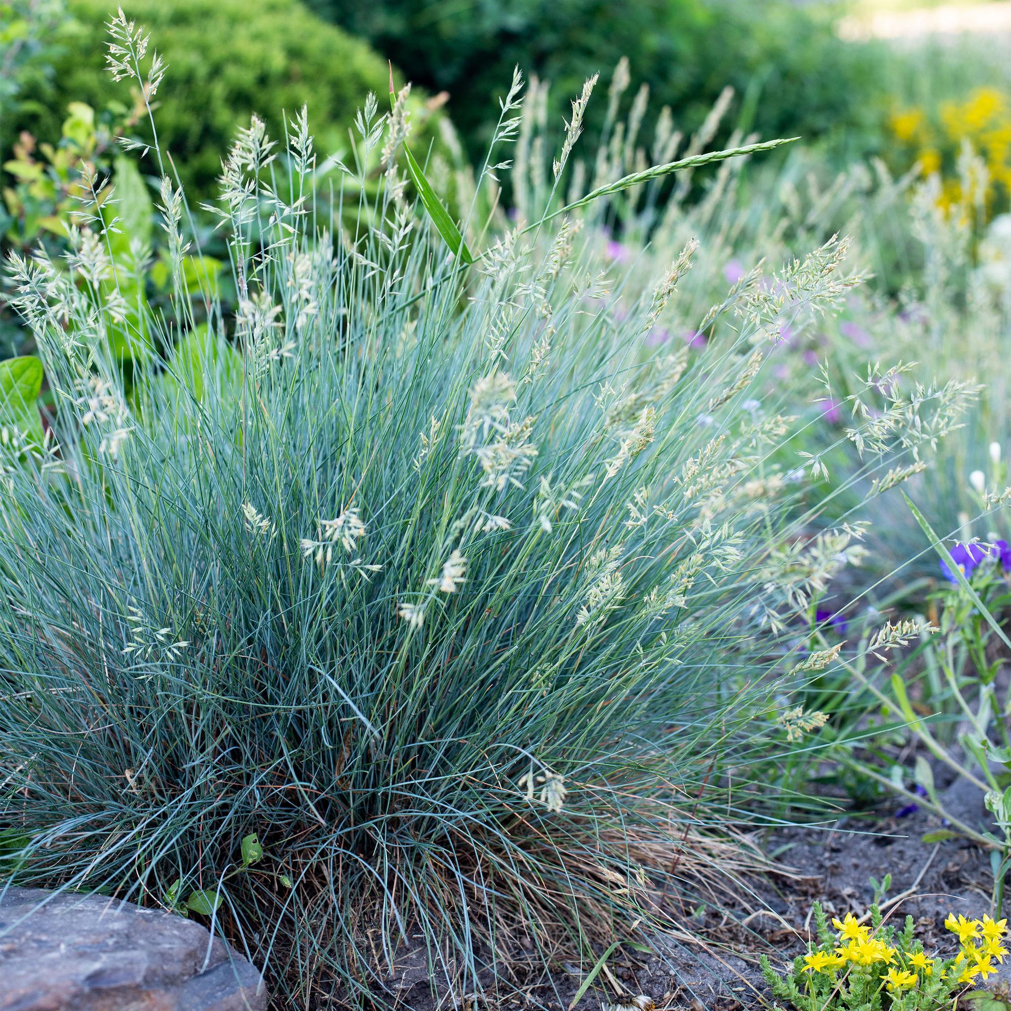 Siergrassen - Festuca glauca Intense Blue  - Blauw - 2 Planten - Bladhoudend - Weinig Onderhoud - Pot 17cm Hoogte 50cm