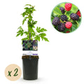 Fruitplant - Braam - Rubus Thornfree Evergreen - Zwarte Braam - Doornloos - 2 planten -  Pot 11cm Hoogte 40cm