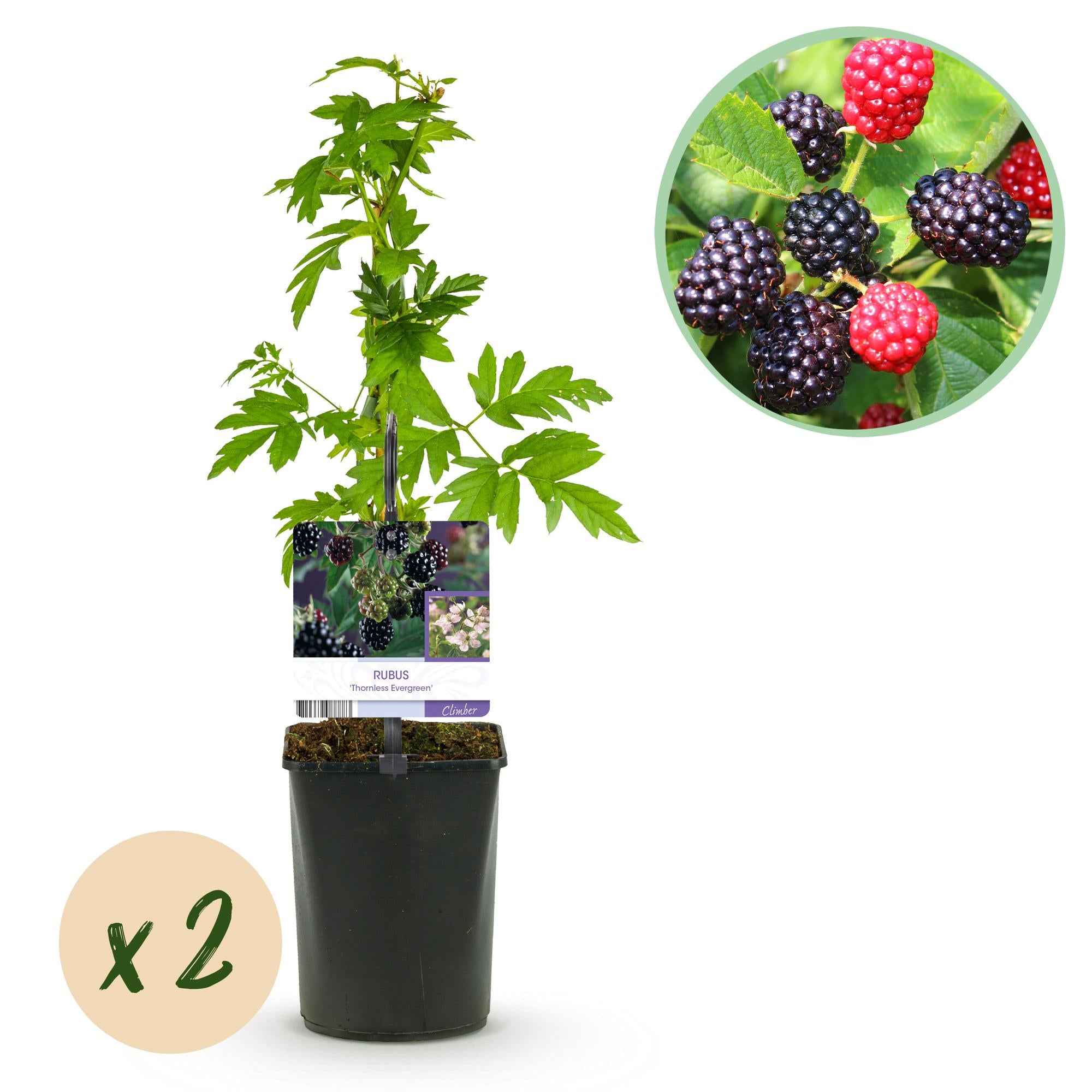 Fruitplant - Braam - Rubus Thornfree Evergreen - Zwarte Braam - Doornloos - 2 planten -  Pot 11cm Hoogte 40cm