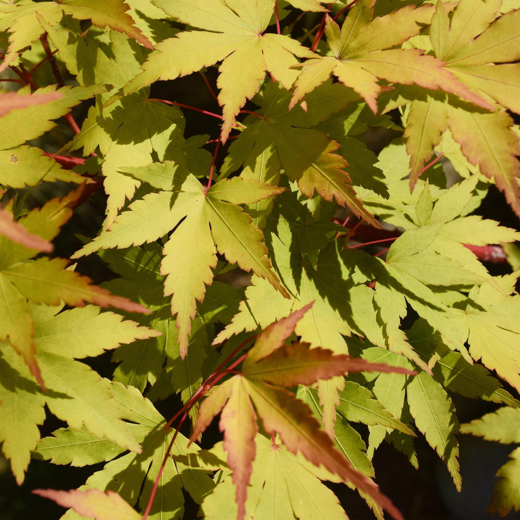 Terrasplant - Japanse Esdoorn - Acer palmatum Summergold - Geel - 1 Plant - Bladverliezend - Pot 19cm Hoogte 70cm