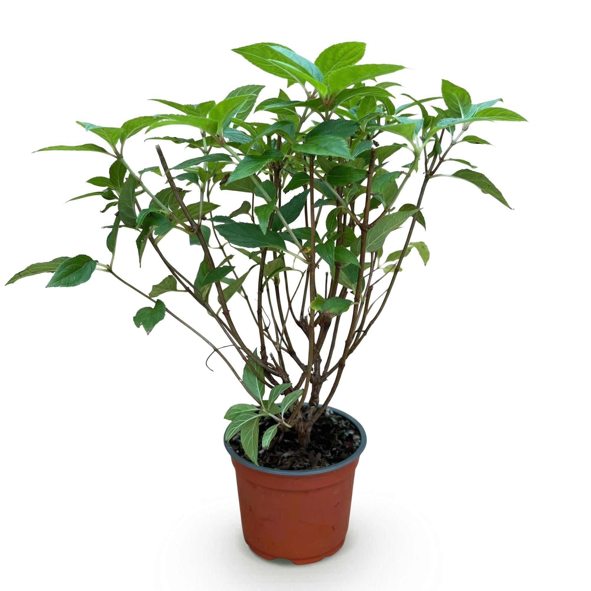 Tuinplant - Hydrangea panniculata Limelight - Pluimhortensia - Winterhard - Lime Groen - 1 Plant - Pot 12cm - Hoogte Hoogte 20-30cm