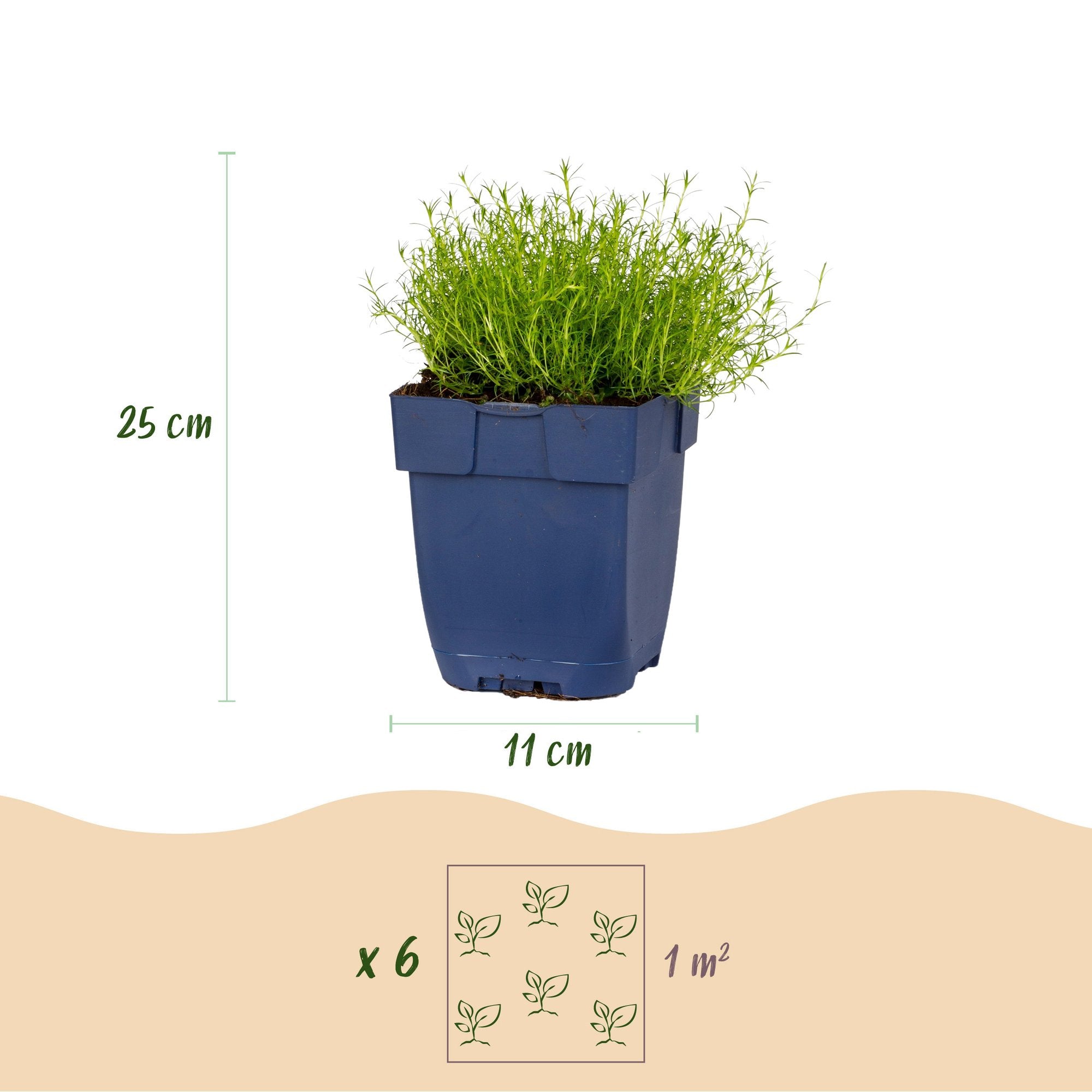 Vasteplant - Sagina subulata - Vetmuur - RotsPlant - Wit - 1 Plant - Pot 11cm - Hoogte 15-25cm