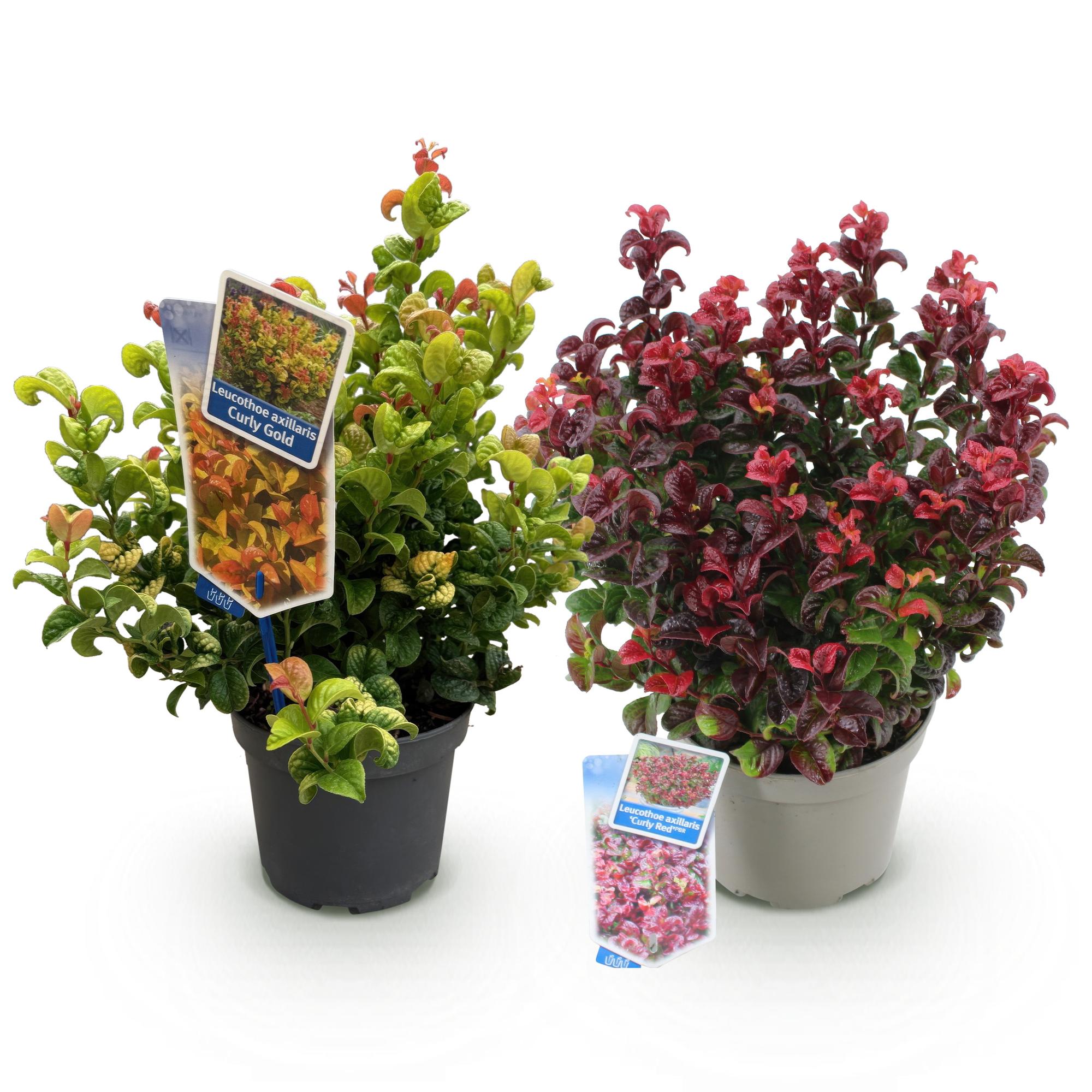 Tuinplant - Leucothoe Curly Duo - Geel & Rood - 2 Planten - Groenblijvend - Weinig Onderhoud - Pot 17cm Hoogte 40cm
