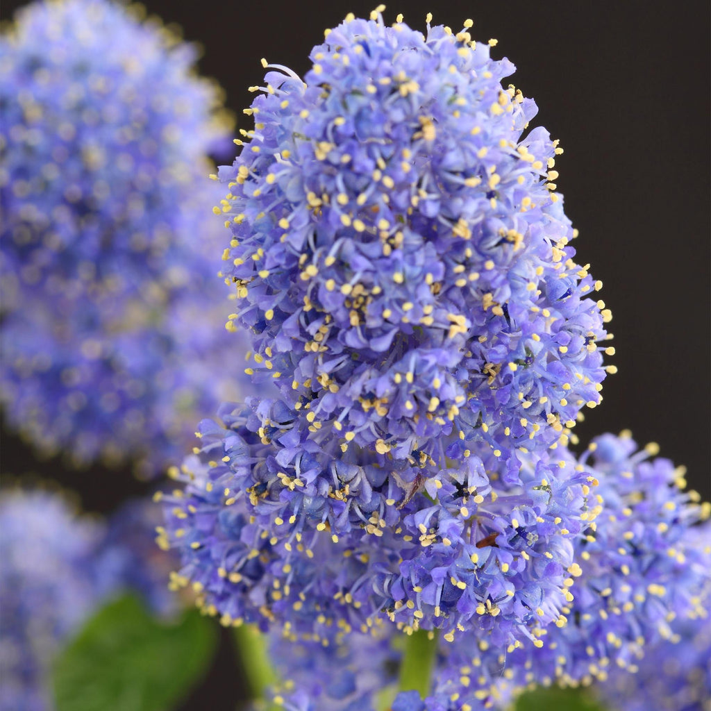 Plant op Stam - Ceanothus thyrsiflorus Repens - Terras Plant - Bladhoudend - Winterhard - Paarse Bloem - Pot 19cm Hoogte 90cm