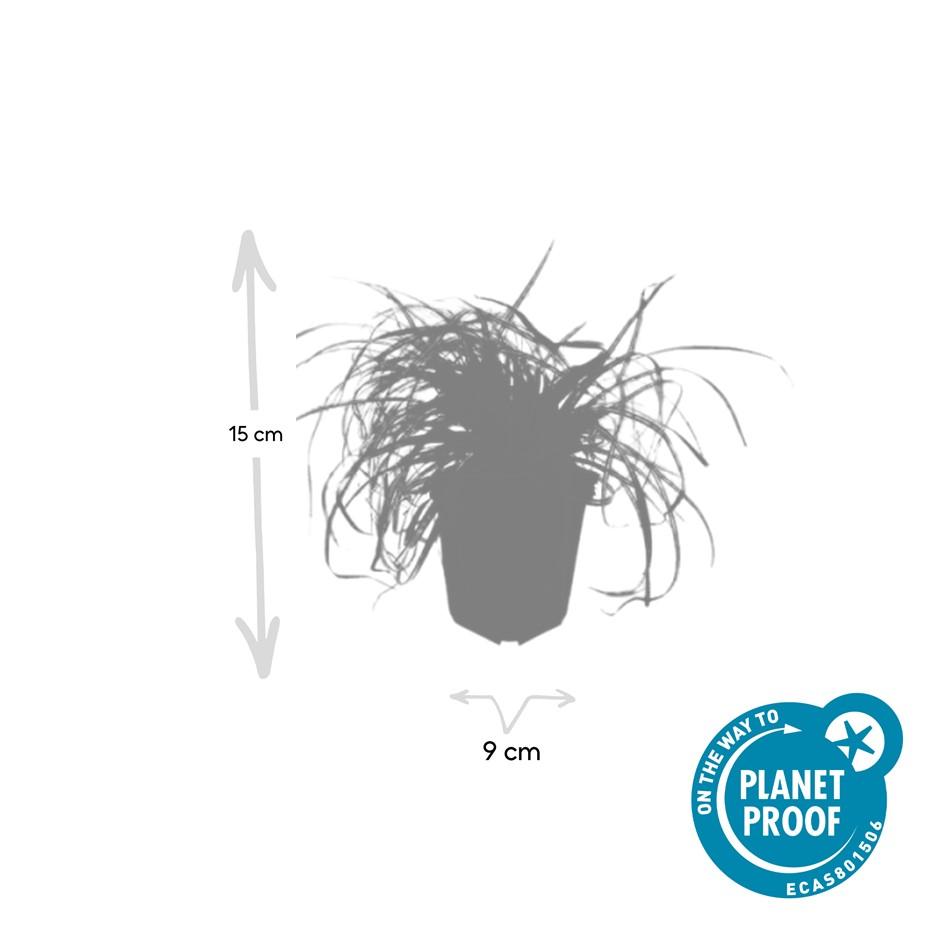 24x Carex oshim. 'Evergold'  - ↕10-25cm - Ø9cm