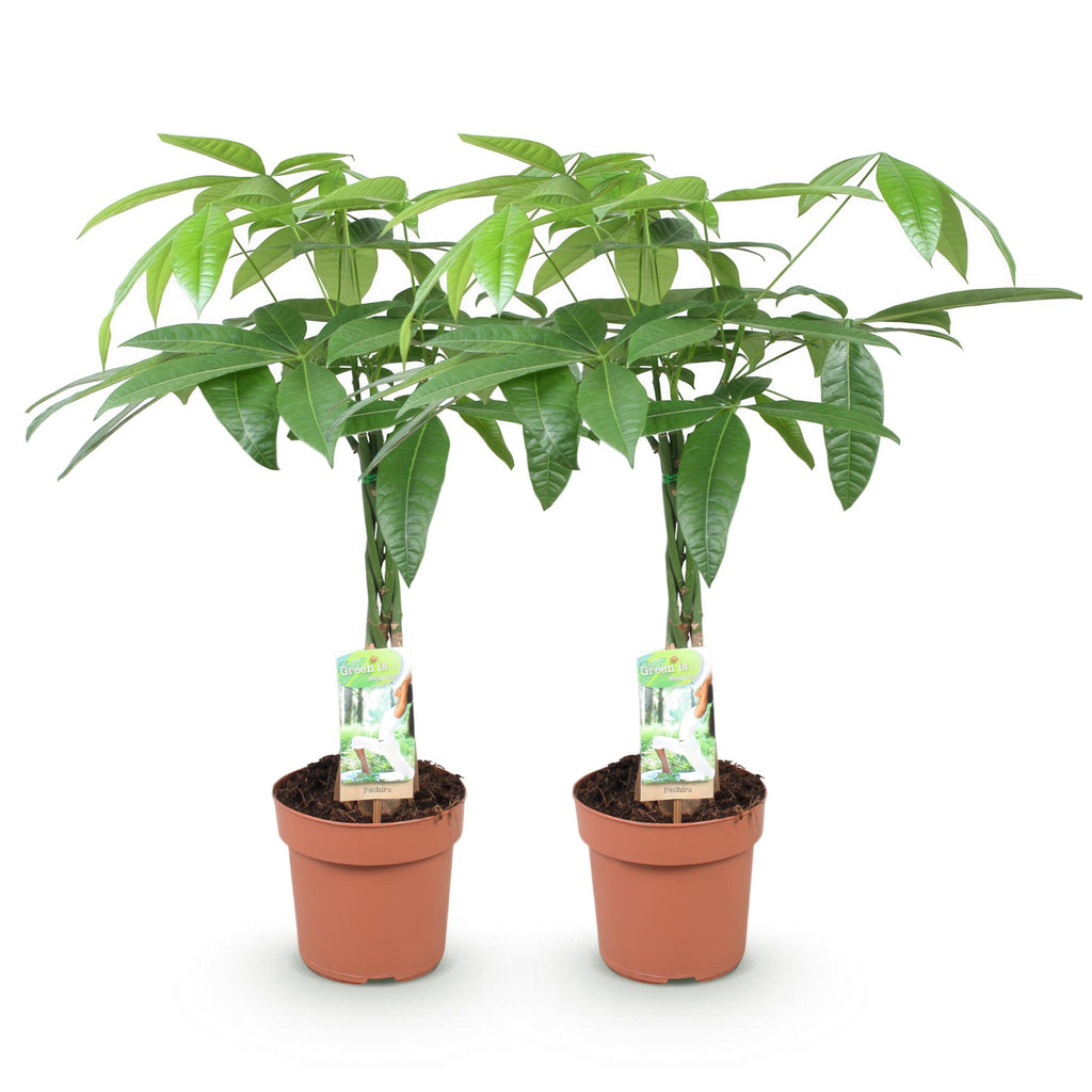 Green is... Kamerplanten - Pachira Aquatica gevlochten stam - Geldboom - Weinig onderhoud - Groen - 2 Planten - Pot 17cm - Hoogte 60-70cm