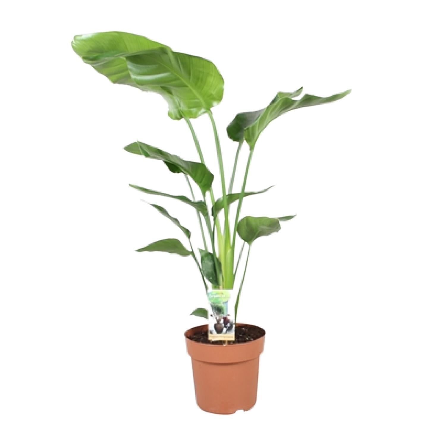Strelitzia Nicolai - Ø21cm - ↕90cm