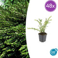 48x Lonicera pileata 'Purple Pearl' - ↕10-25cm - Ø9cm