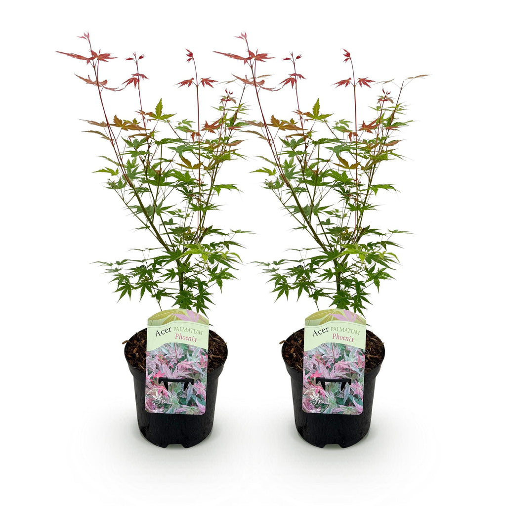 Terrasplant - Japanse Esdoorn - Acer palmatum Phoenix - Roze - 2 Planten - Bladverliezend - Pot 19cm Hoogte 70cm