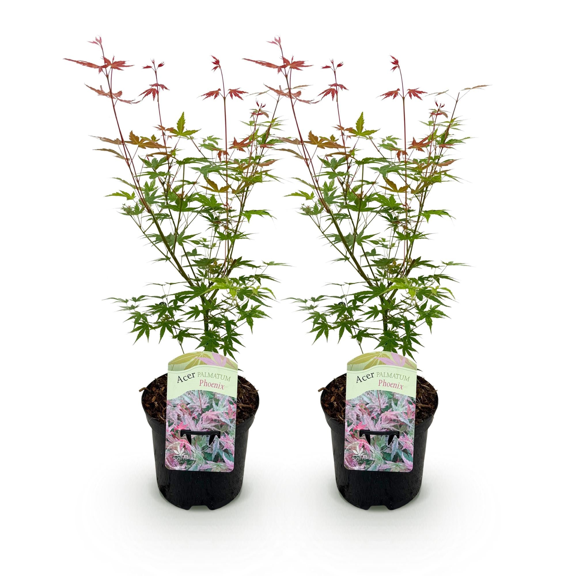 Terrasplant - Japanse Esdoorn - Acer palmatum Phoenix - Roze - 2 Planten - Bladverliezend - Pot 19cm Hoogte 70cm
