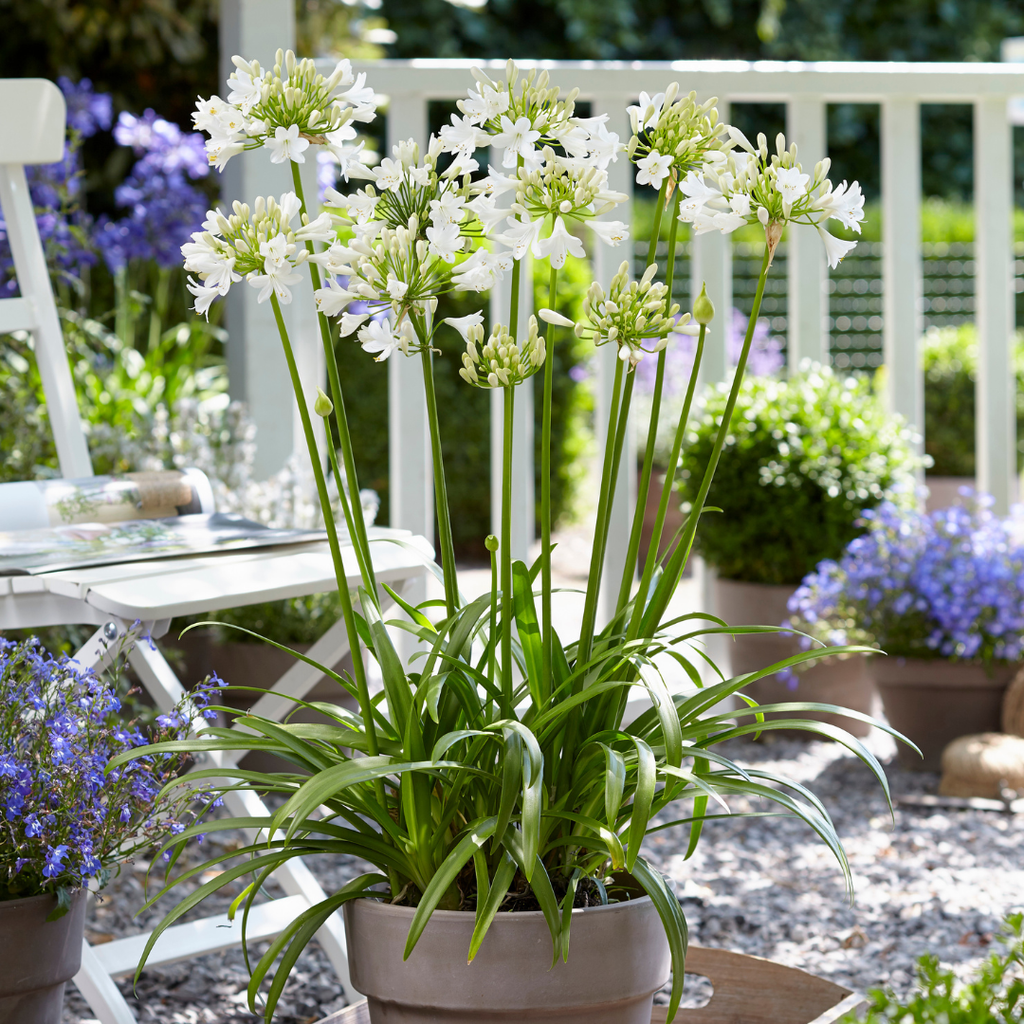 Agapanthus 'Everwhite'  23cm