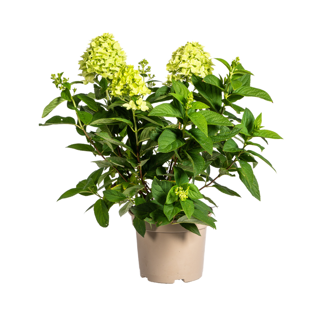 Hydrangea Paniculata Limelight Ø19cm - ↕40 - 60cm