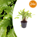 24x Asplenium scolopendrium - ↕10-25cm - Ø9cm