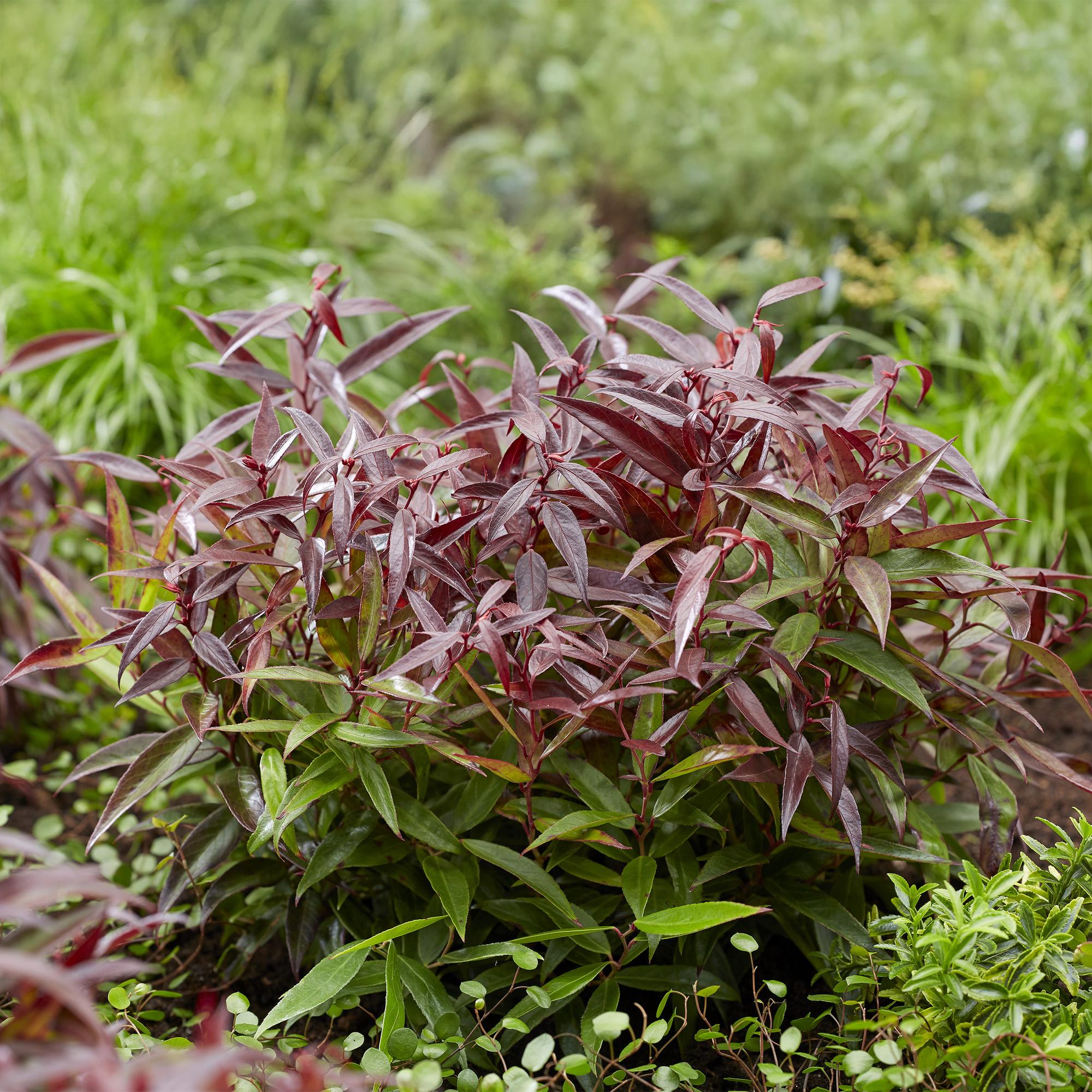 Tuinplant - Leucothoe Burning Love - Rood - 2 Planten - Groenblijvend - Weinig Onderhoud - Pot 17cm Hoogte 45cm