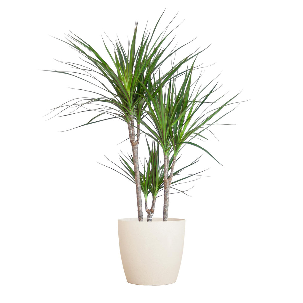 Dracaena Marginata met Potter wit - 95cm - Ø21
