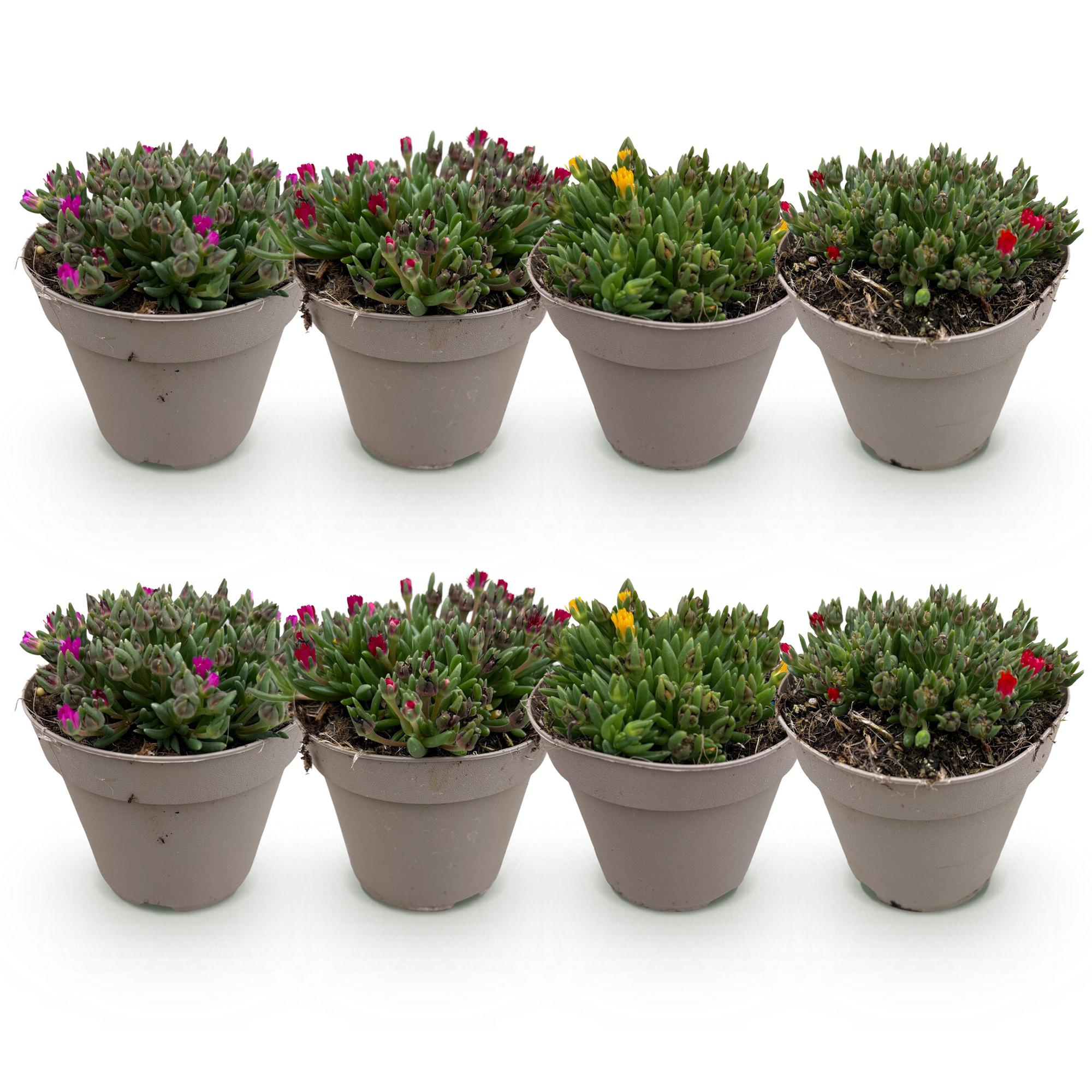 Bodembekker - Winterhard - Delosperma - 8 Planten - Kleuren Rood - Geel - Paars - Roze - Weinig Onderhoud - Pot 14 Hoogte 17