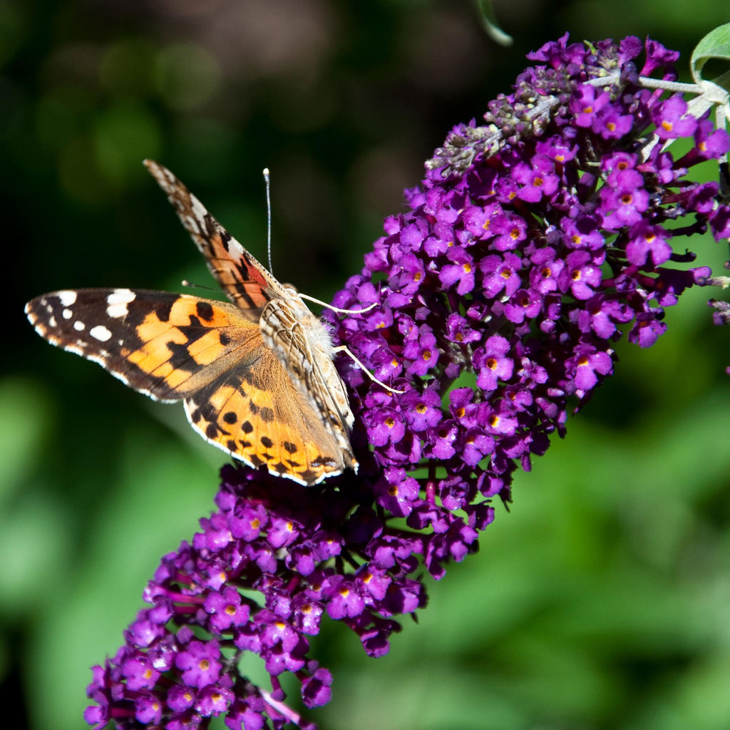 Tuinplant - Buddleja davidii Black Night - Vlinderstruik - Winterhard - Paars - 1 Plant - Pot 17cm - Hoogte 45cm