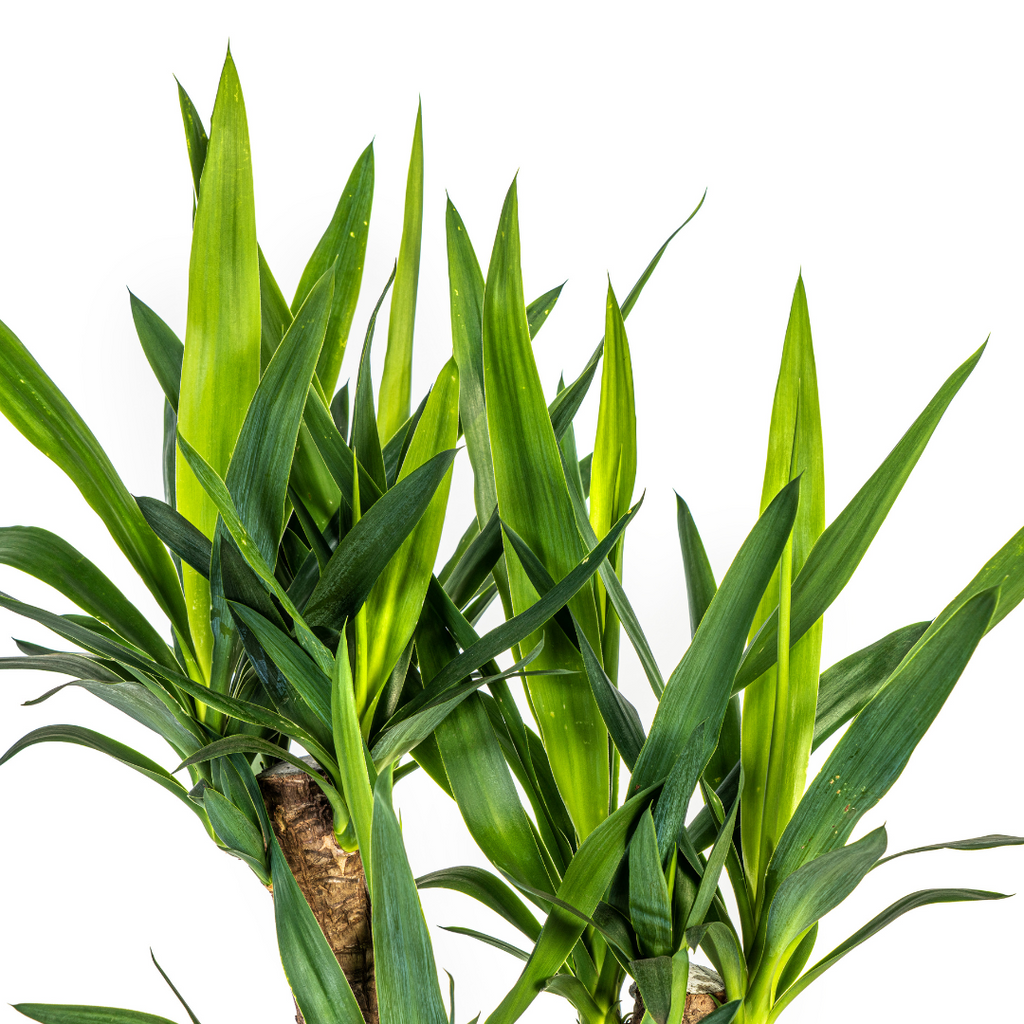 Yucca Elephantipes Vertakt Ø21cm - ↕60 - 70cm