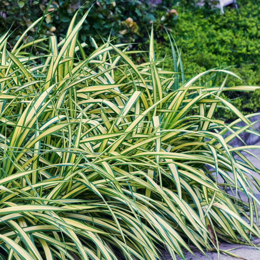 Siergrassen - Carex oshimensis Evergold - Geel & Groen - 1 Plant - Groenblijvend - Winterhard - Pot 17cm Hoogte 50cm