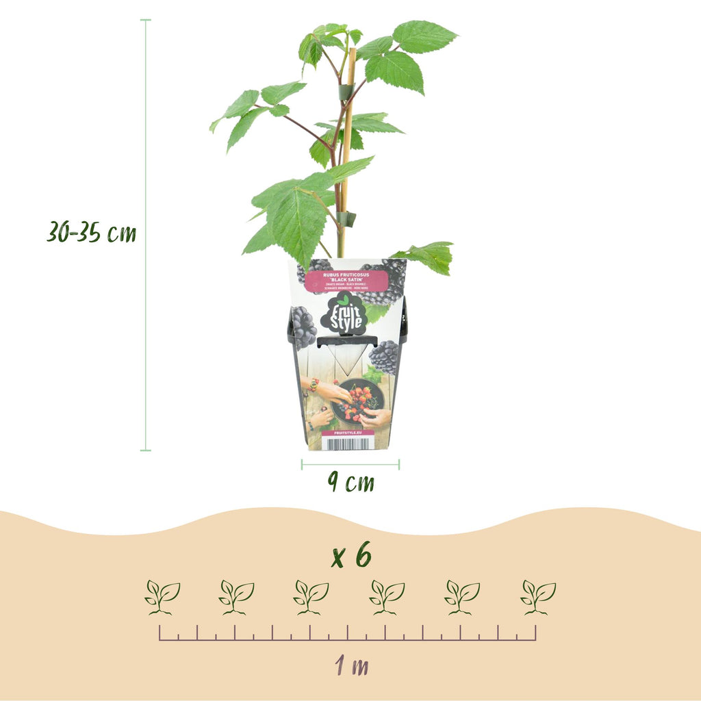 Fruitplanten - Braam - Rubus Black Satin - Winterhard - 3 Planten - Pot 9 cm - Zwarte Braam