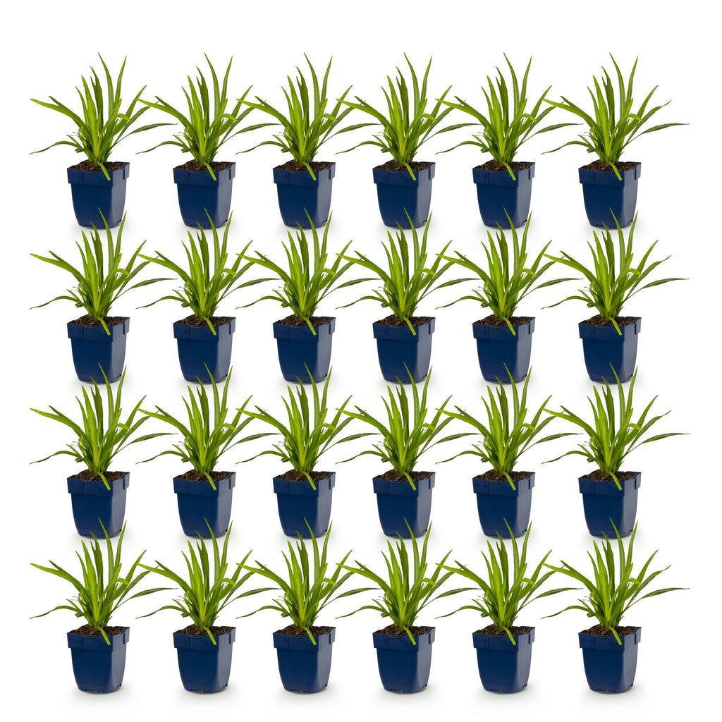 Vasteplant - Liatris spicata Alba - Lampenkruid - Bijen- en vlinderlokkers - Wit - 24 Planten - Pot 11cm - Hoogte 15-25cm