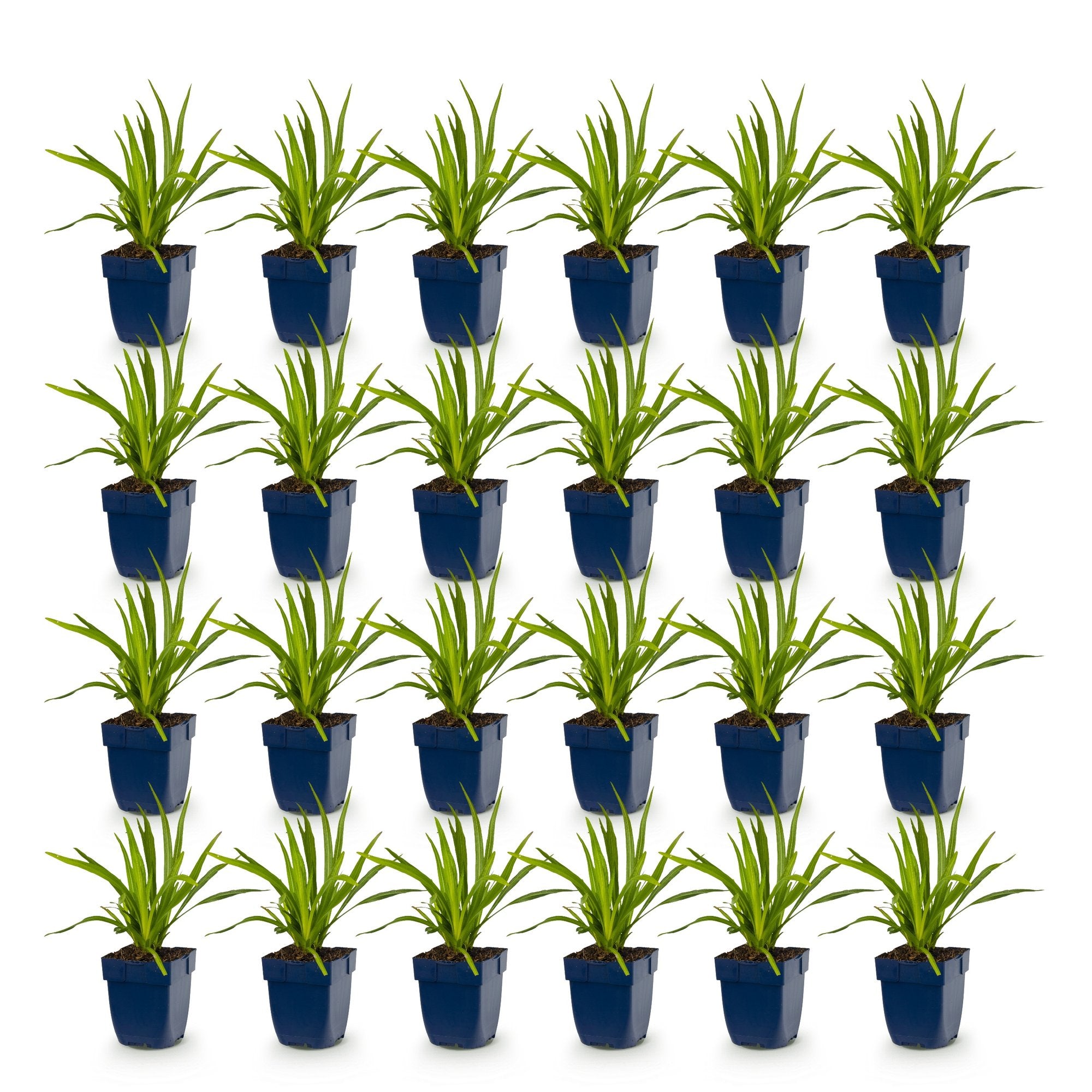 Vasteplant - Liatris spicata Alba - Lampenkruid - Bijen- en vlinderlokkers - Wit - 24 Planten - Pot 11cm - Hoogte 15-25cm