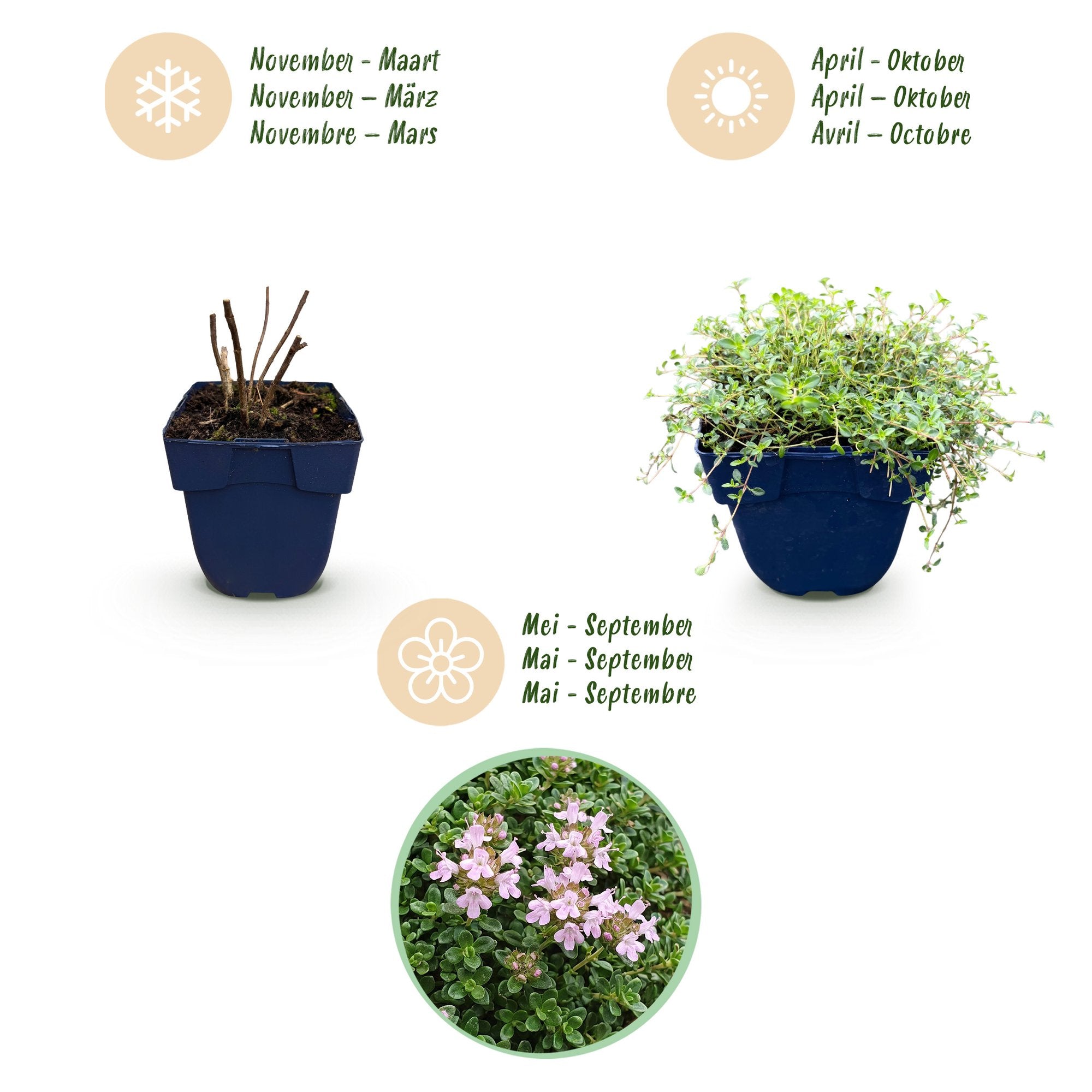 Vasteplant - Thymus praecox Minor - KruipTijm - Geurend - Roze - 24 Planten - Pot 11cm - Hoogte 15-25cm