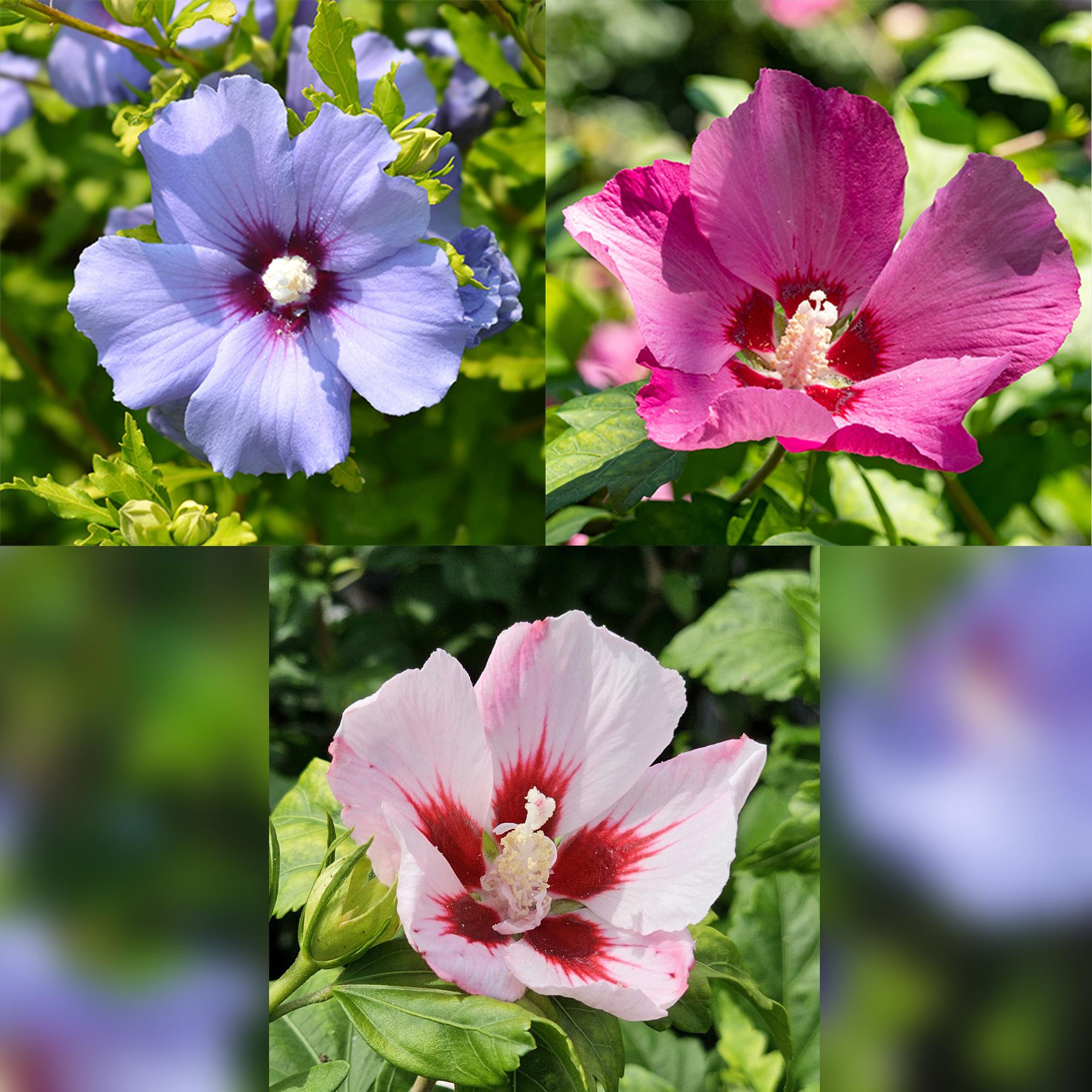 Plant op Stam - Hibiscus syriacus Tricolour  - Terras Plant - Bladverliezend - Winterhard - Witte, Roze, Paarse Bloem - Pot 19cm Hoogte 90cm