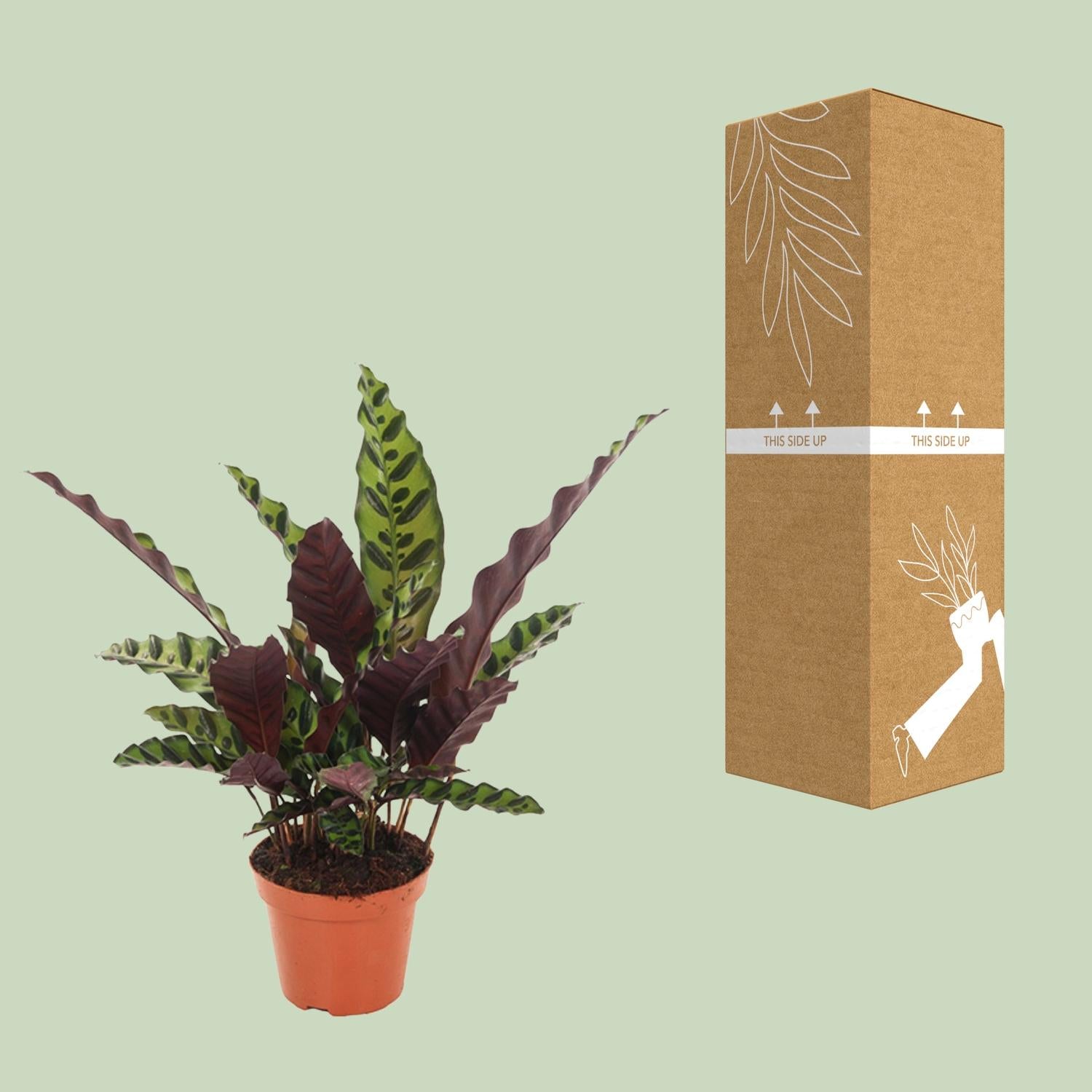 Calathea Insignis - Ø12cm - ↕30cm