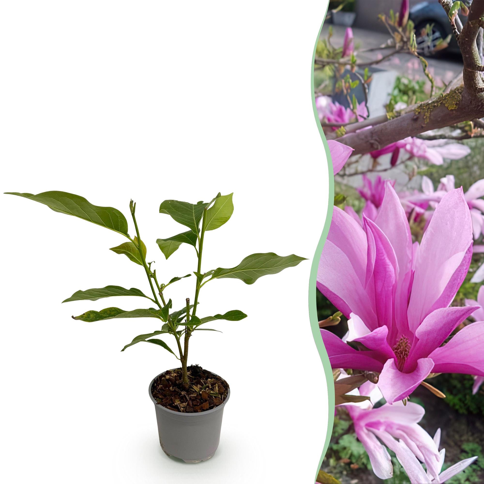Tuinplant - Magnolia Susan - Bloem Paars - 1 Plant - Bladverliezend - Weinig Onderhoud - Pot 12cm Hoogte 30cm