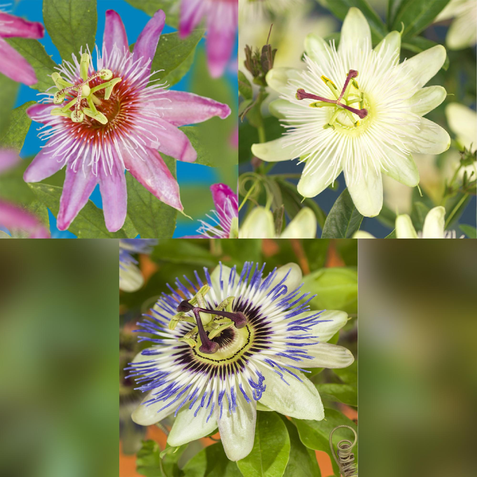 Passiebloem - Passiflora Tricolour  - Bloem Roze Wit Paars - Weinig onderhoud - 3 planten - Pot 11cm Hoogte 40cm