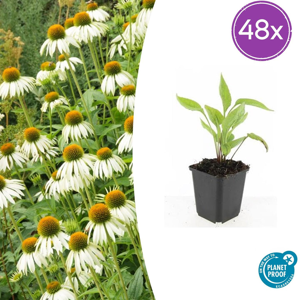 48x Echinacea p. 'White Swan' - ↕10-25cm - Ø9cm
